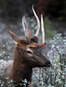 Trident horned Elk