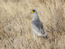 Pale Chanting Goshawk