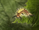 Vapourer moth larva
