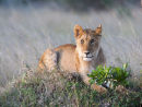 Lion Cub