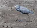 Western reef Heron