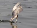Whiskered Tern