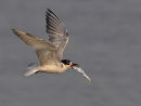 Whiskered Tern