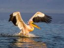 White Pelican 1