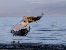 White Pelican 2