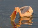 White Pelican 3