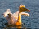 White Pelican 4