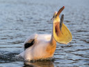 White Pelican 5