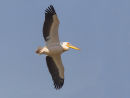 White Pelican