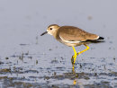 White winged Plover