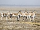 Wild Ass Herd
