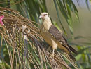 Yellow headed Caracara