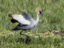 Crowned Crane