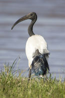 Sacred Ibis