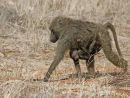 Baboon carrying baby