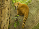 Coati