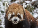 Red Panda