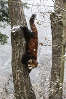 Red Panda