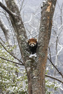 Red Panda