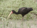 Ibis with Snake