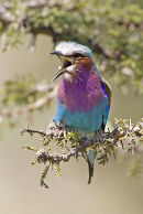 Lilac breasted Roller