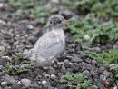 Arctic Tern Chick