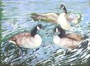 'In A Bit Of A Flap' watercolour, unframed dimensions 21"x29"