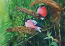 'Male And Female Bullfinches In The Buddleia' watercolour, unframed dimensions 13.5"x19"