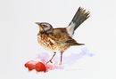 'Fieldfare And Apple' watercolour, unframed dimensions 6.5"x6.5"