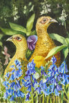 'Female Pheasants In The Bluebells' watercolour, unframed dimensions 14"x10"