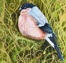 'Female Bullfinch' watercolour, unframed dimensions 9"x9"