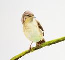 'Chiff Chaff' watercolour, unframed dimensions 9"x9"