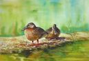 'Golden Slumbers', Watercolour, unframed dimensions 14"x21"