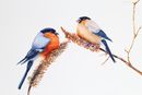 'Balancing Act - Male And Female Bullfinches' watercolour, unframed dimensions 10"x14.5"