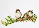 'Female Sparrows In The Cotoneaster' watercolour, unframed dimensions 8"x12"