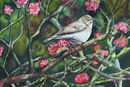 'Chiff Chaff In Blossom' watercolour, unframed dimensions 11.5"x15.75"