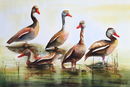 'Black Bellied Whistling Ducks 2 - Myakka Florida, watercolour, unframed dimensions 14"x21"