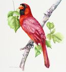 'Red Cardinal Myakka Florida' watercolour, unframed dimensions 7.5"x5.5"