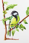 'Great Tit' watercolour, unframed dimensions 7.5"x5.5"