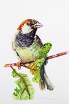 'Male House Sparrow' watercolour, unframed dimensions 7.5"x5.5"