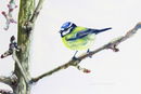 'Blue Tit On An Icy Twig' watercolour - SOLD