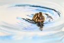 'It's A Big World Out There' watercolour - SOLD