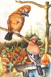 'Jays In The Garden' watercolour, unframed dimensions 21"x14"