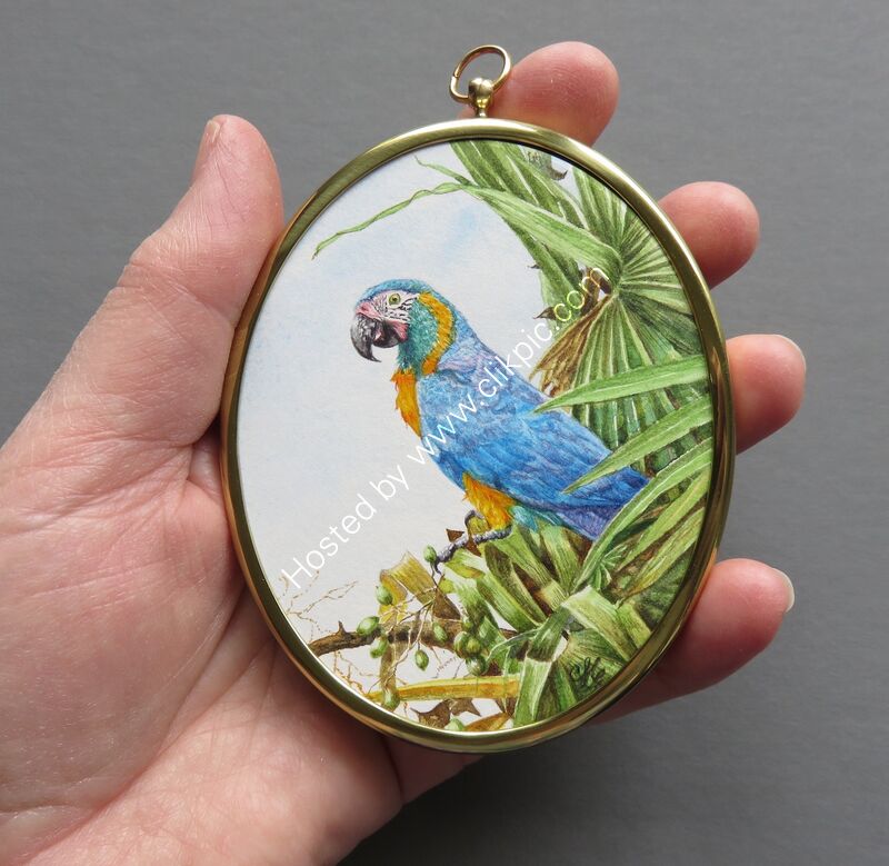 A miniature watercolour of a critically endangered Blue-throated Macaw from a reference photograph by Marton Hardy