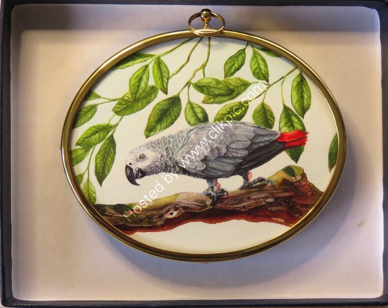 African Grey Parrot