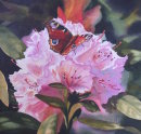 Butterfly On Rhodie