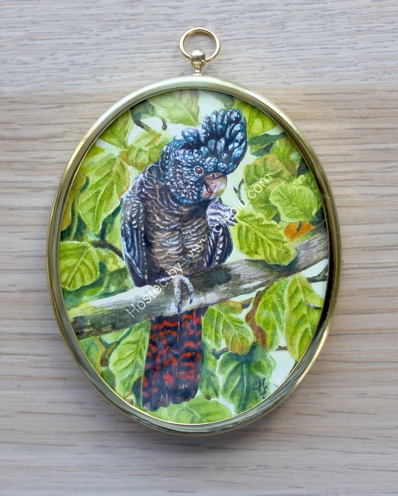 Red Tailed Black Cockatoo