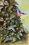 Nuthatch on the Ivy