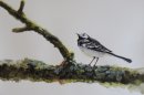 Pied Wagtail at Lake Vyrnwy