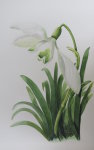 Snowdrop 1